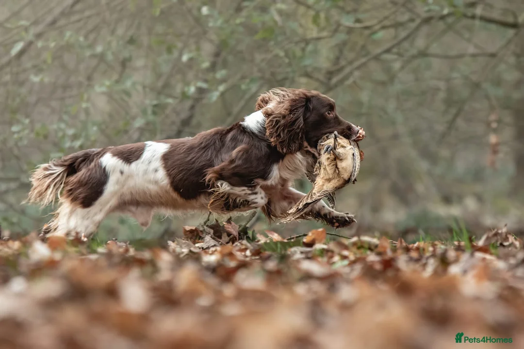 English Springer Spaniel dogs for stud: Working Springer Spaniel for Stud in Bedale - Advert 4