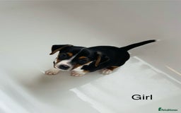 Jack Russell dogs for sale: Jack Russell Puppies for sale  - Image 4