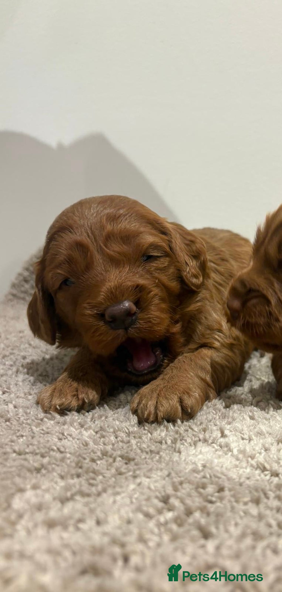 Cockapoo dogs for sale: Stunning cockapoo girls with health tested parents - Advert 2