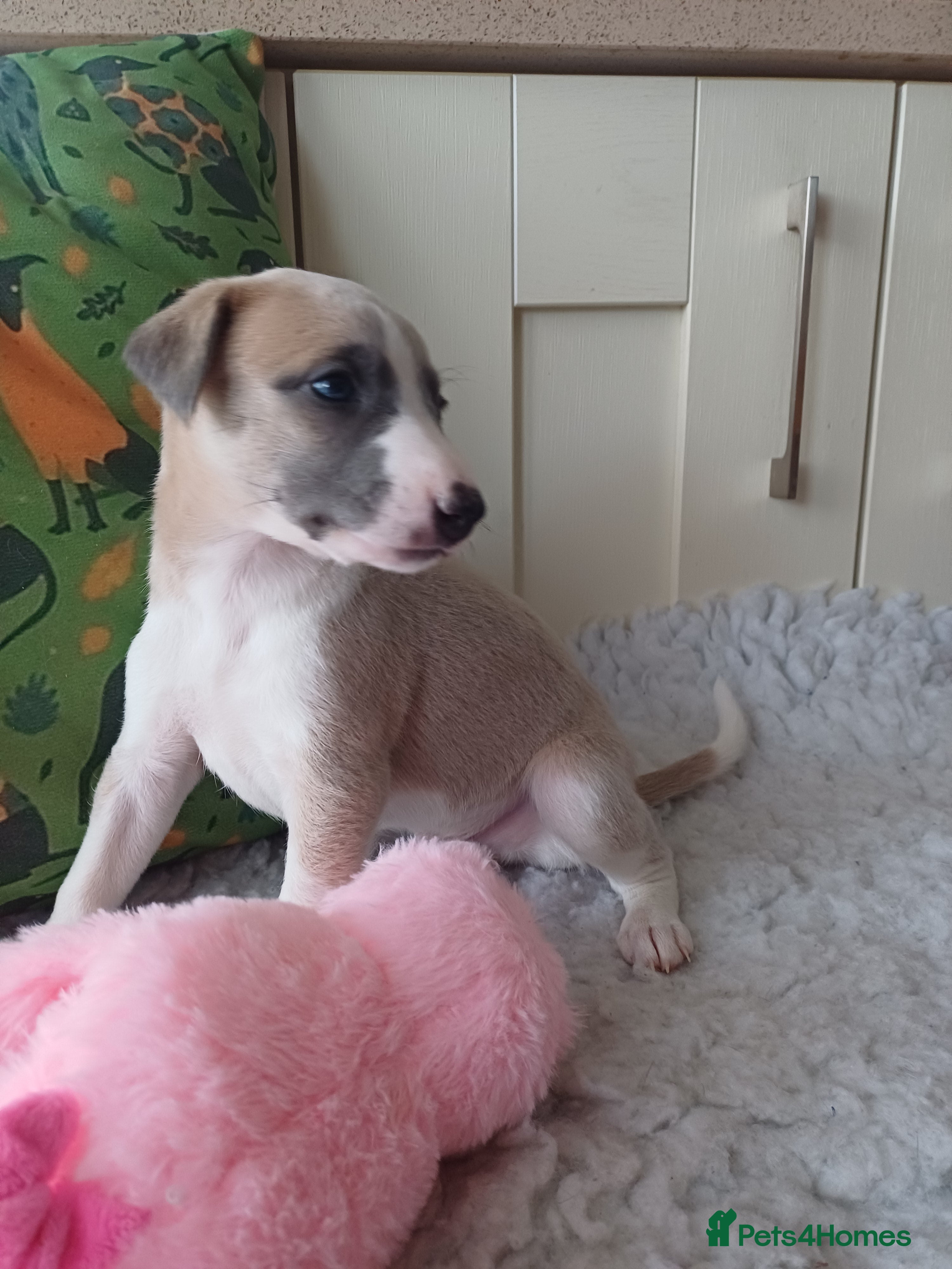 Whippet dogs KC  REG WHIPPET PUPS - Advert 1