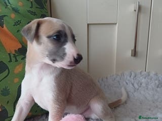 Whippet dogs KC REG WHIPPET PUPS - Advert 1