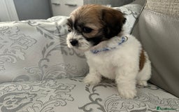 Mixed Breed dogs for sale: La Chon Puppies!  - Image 16