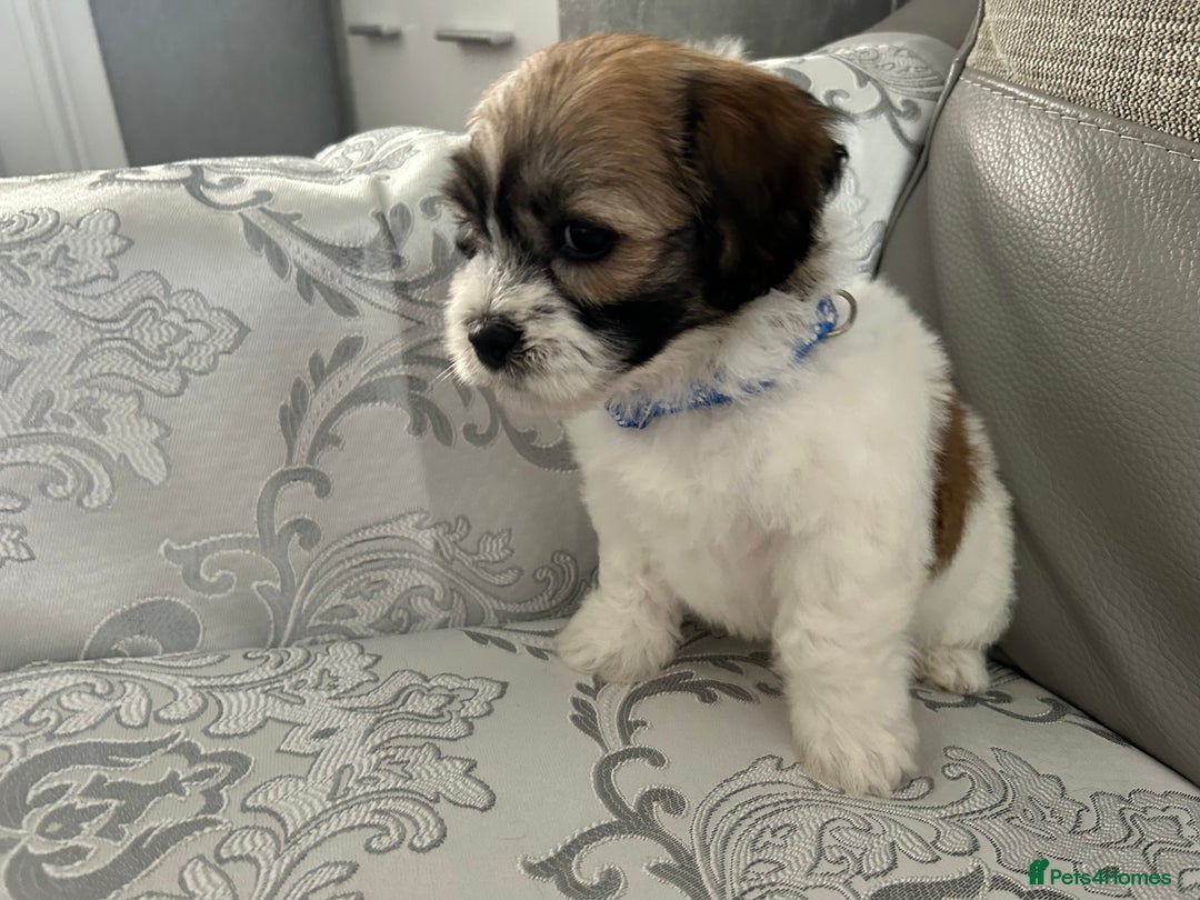 Mixed Breed dogs for sale: La Chon Puppies!  - Image 16