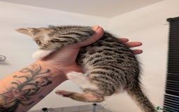 Domestic Shorthair cats for sale: Kittens for sale - Image 7