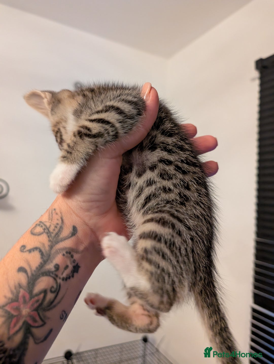 Domestic Shorthair cats for sale: Kittens for sale - Image 7