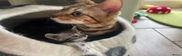 Bengal cats for sale: Beautiful Bengal kittens  in Chippenham - Advert 6