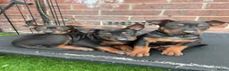 Chinese Red Dog dogs for sale: BEAUIFUL CHINESE RED DOG PUPS - Advert 2