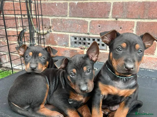 Chinese Red Dog dogs for sale: BEAUTIFUL CHINESE RED DOG PUPS - Advert 2