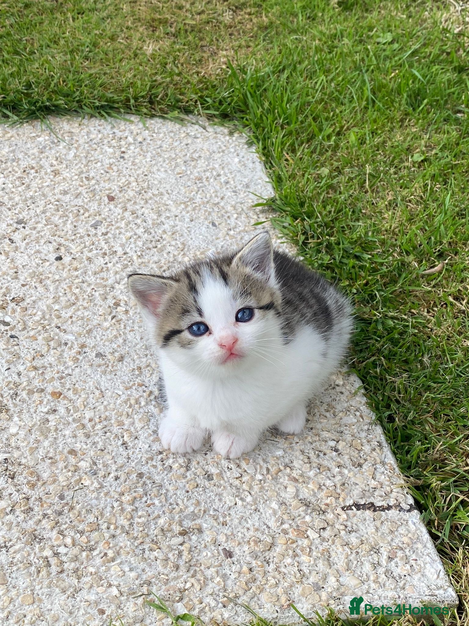 Mixed Breed cats 3 adorable kittens for sale  - Advert 2