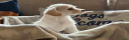 Jackapoo dogs for sale: Gorgeous jackapoo pups ready now  - Advert 19