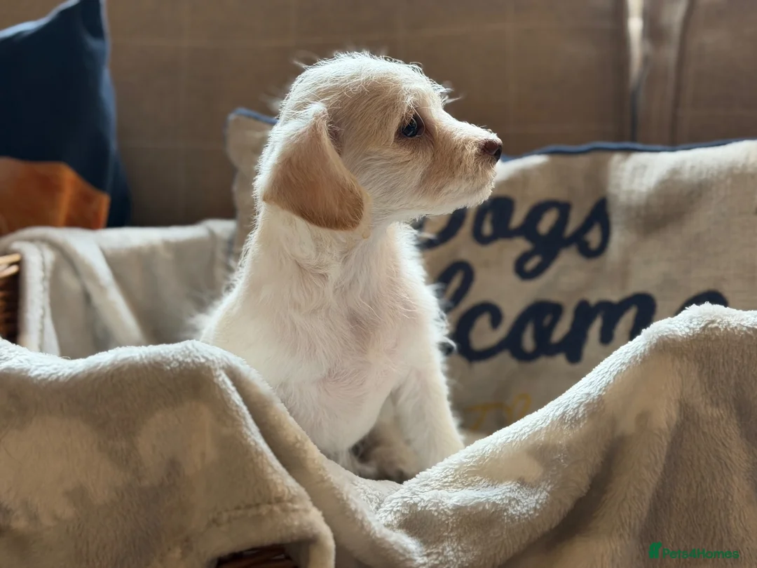 Jackapoo dogs for sale: Gorgeous jackapoo pups ready now  - Advert 19