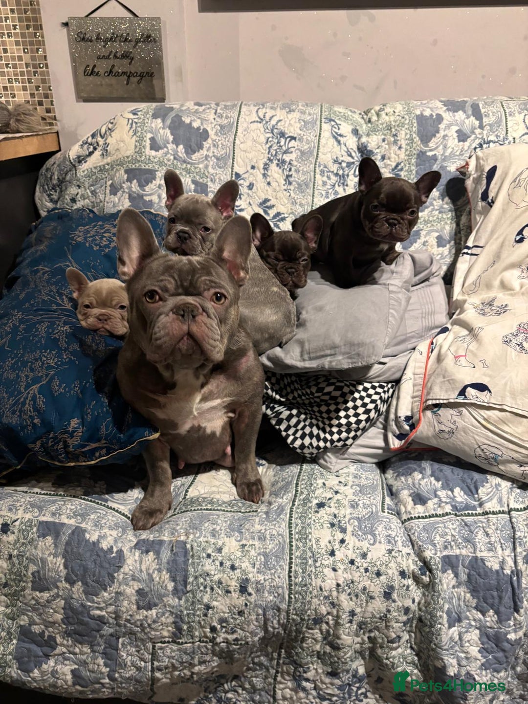 French Bulldog dogs for sale: French bulldog puppies - Advert 7