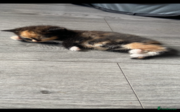 Mixed Breed cats for sale: Gorgeous Bengal tabby/Rusian blu cross mix Kittens - Image 7