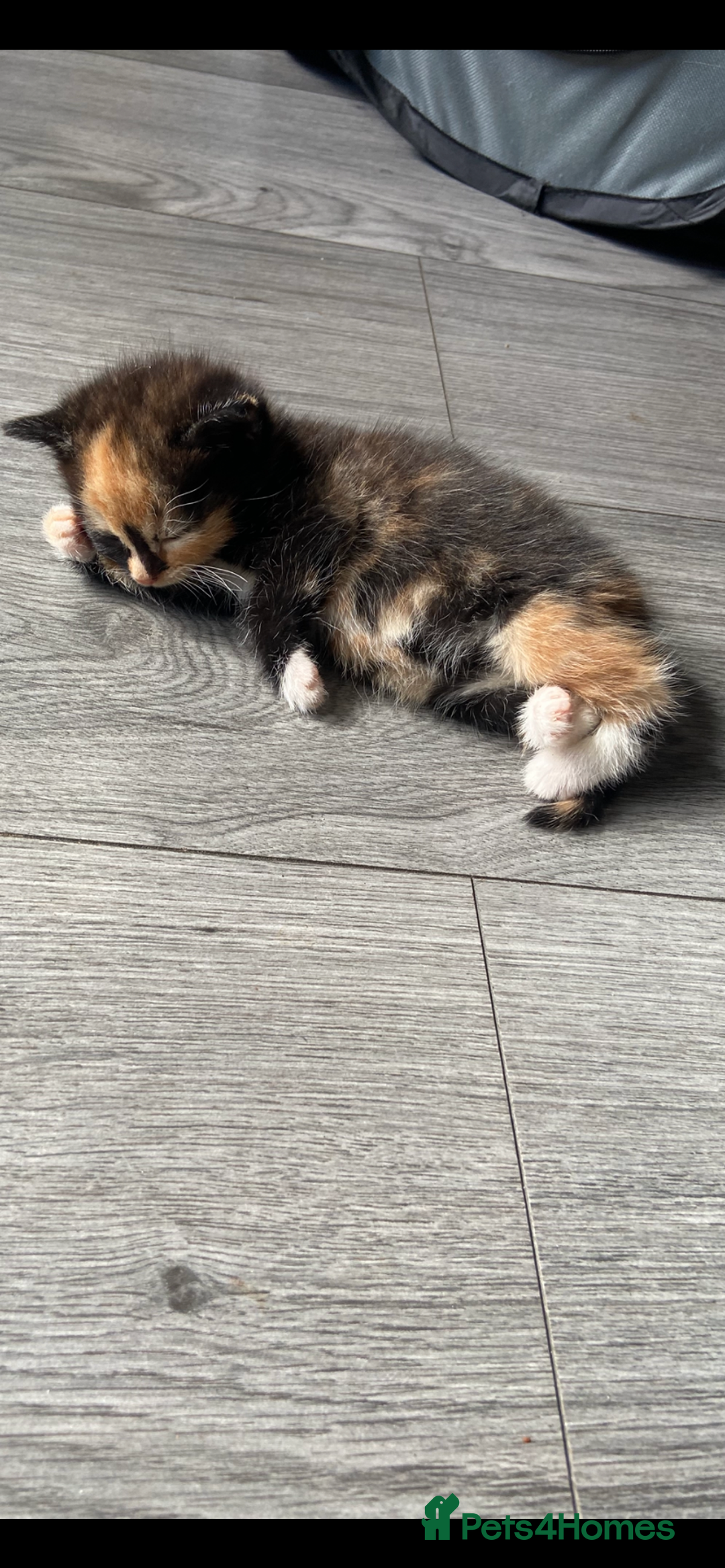 Mixed Breed cats for sale: Gorgeous Bengal tabby/Rusian blu cross mix Kittens - Image 7