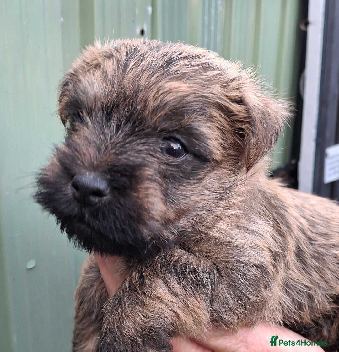 Cairn Terrier dogs for sale: Cracking litter of Cairn terriers - Image 8