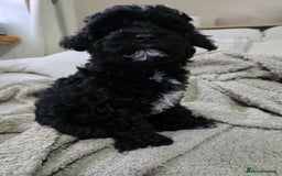 Shihpoo dogs for sale: Toy Poodle x Last Little Girl Ready Now  - Image 4