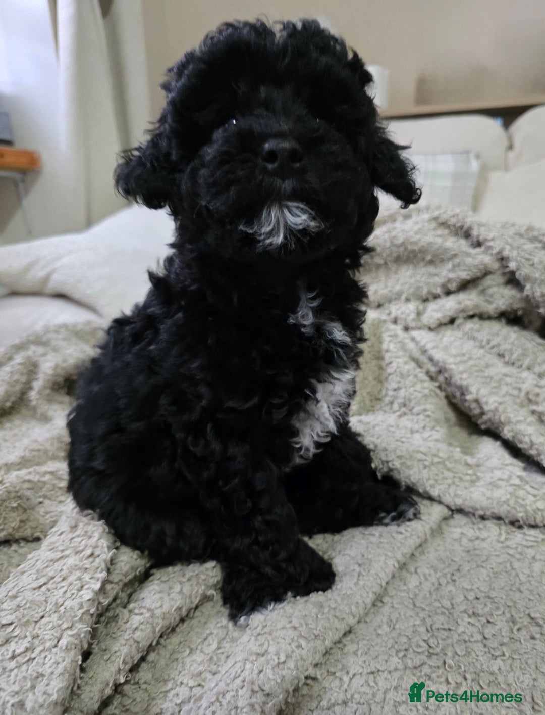 Shihpoo dogs for sale: Toy Poodle x Last Little Girl Ready Now  - Image 4