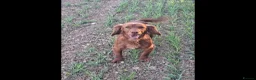 Cocker Spaniel dogs for sale: Hereditary clear working cocker spaniels - Advert 8
