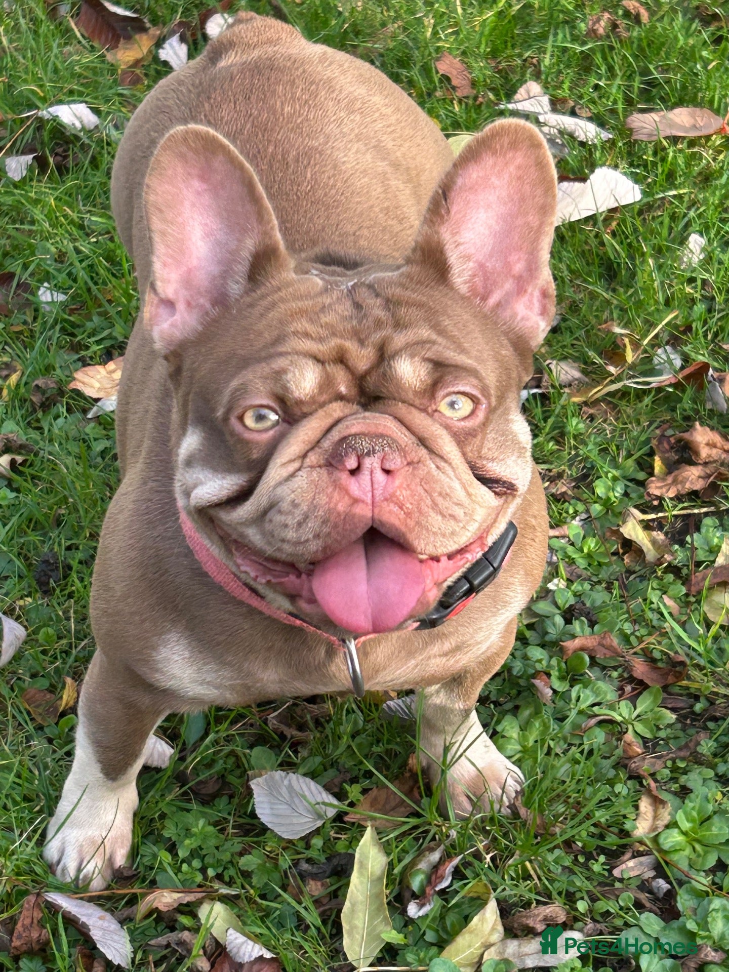 French Bulldog dogs Velvets French bulldogs - Advert 5