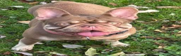 French Bulldog dogs for sale: Velvets French bulldogs - Advert 1