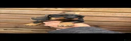 Dachshund dogs for sale: Dachshund KC wire haired puppies  - Advert 11
