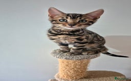 Bengal cats for sale: Pure Bred Bengal Kitten - Image 8