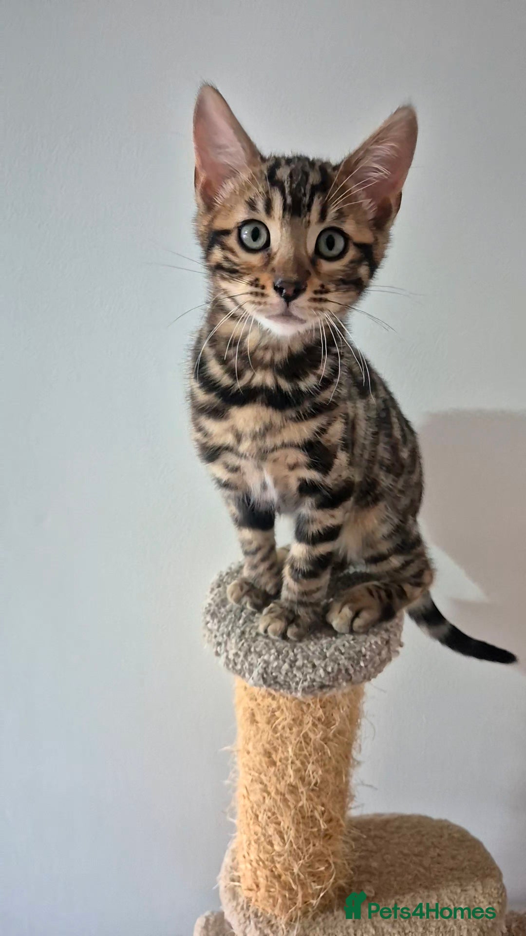 Bengal cats for sale: Pure Bred Bengal Kitten - Image 8