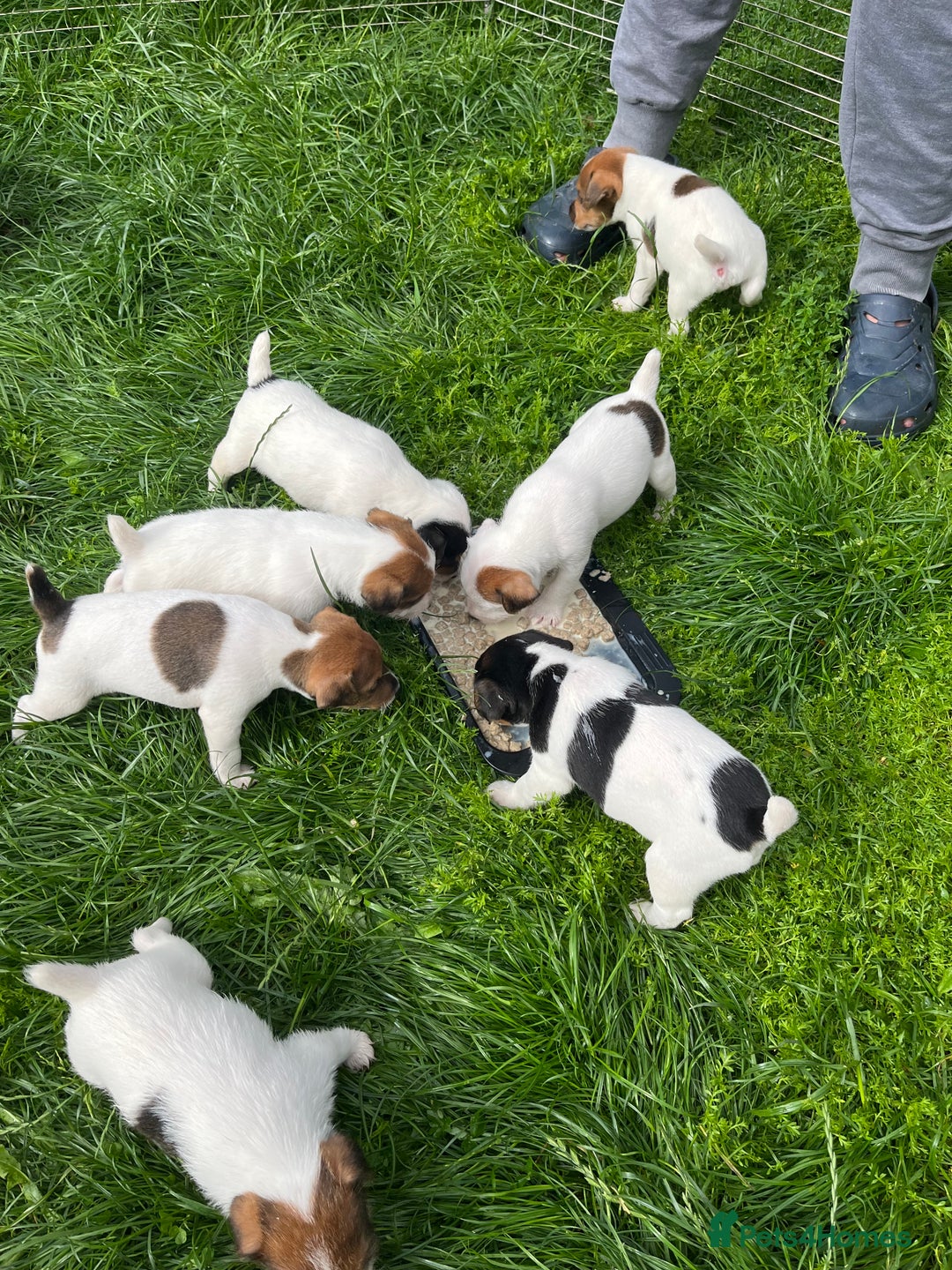 Jack Russell dogs for sale: Jack Russell puppies - Image 17