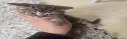 British Shorthair cats for sale: Lovely kittens - Advert 27