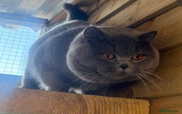 British Shorthair cats for sale: Fawn tortie girl  - Advert 15