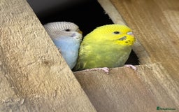 Budgerigars birds for sale: 10 week old budgies for sale.  - Image 7
