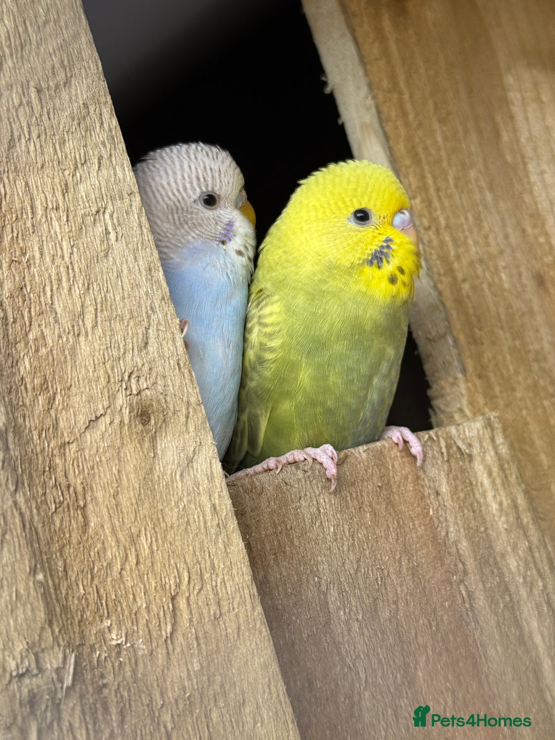 Budgerigars birds for sale: 10 week old budgies for sale.  - Image 7