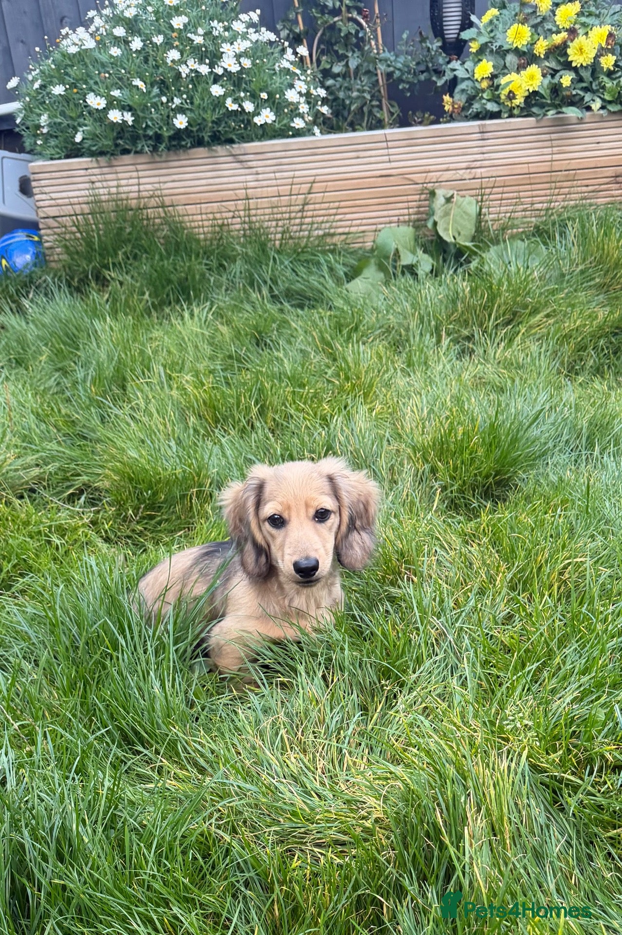Miniature Dachshund dogs for sale: cream dapple boy - Advert 17