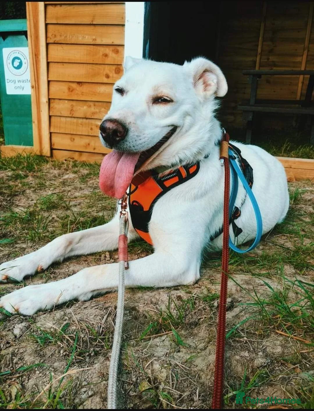 Mixed Breed dogs for adoption: Meet Biscuit, currently residing in Hampshire  in Havant - Advert 8