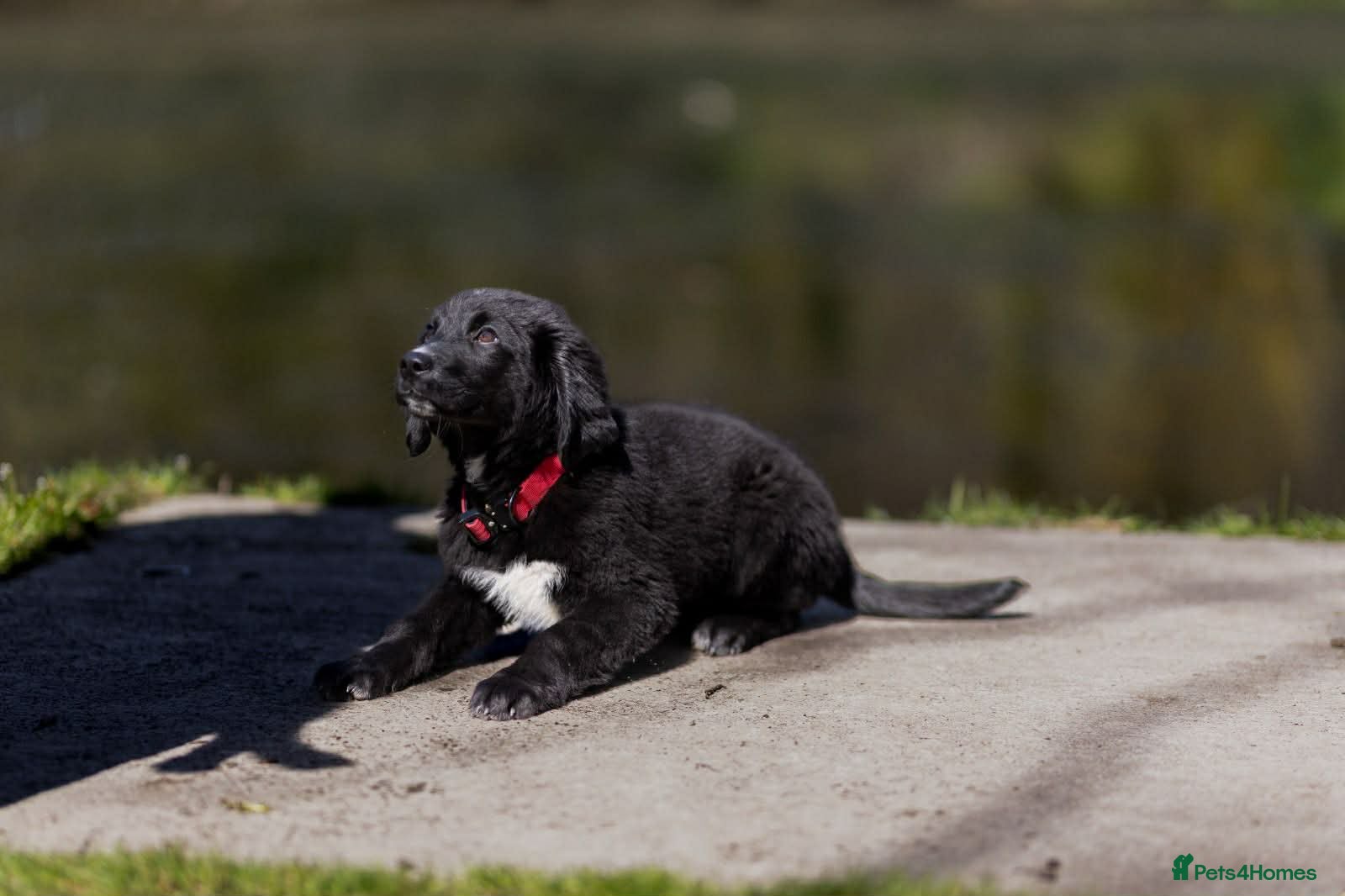 Golden Retriever dogs Pet Trained Bernese x Golden Retriever Male Pups - Advert 1