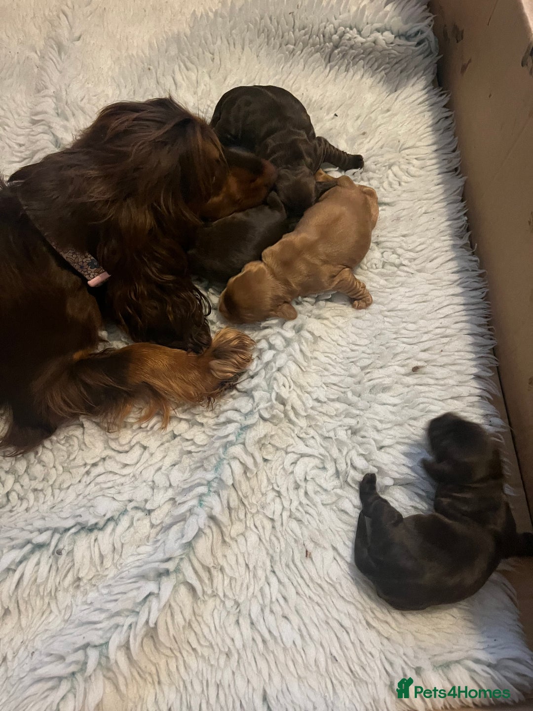 Cocker Spaniel dogs for sale: KC REG HEALTH TESTED SHOW COCKER SPANIEL PUPS - Image 6