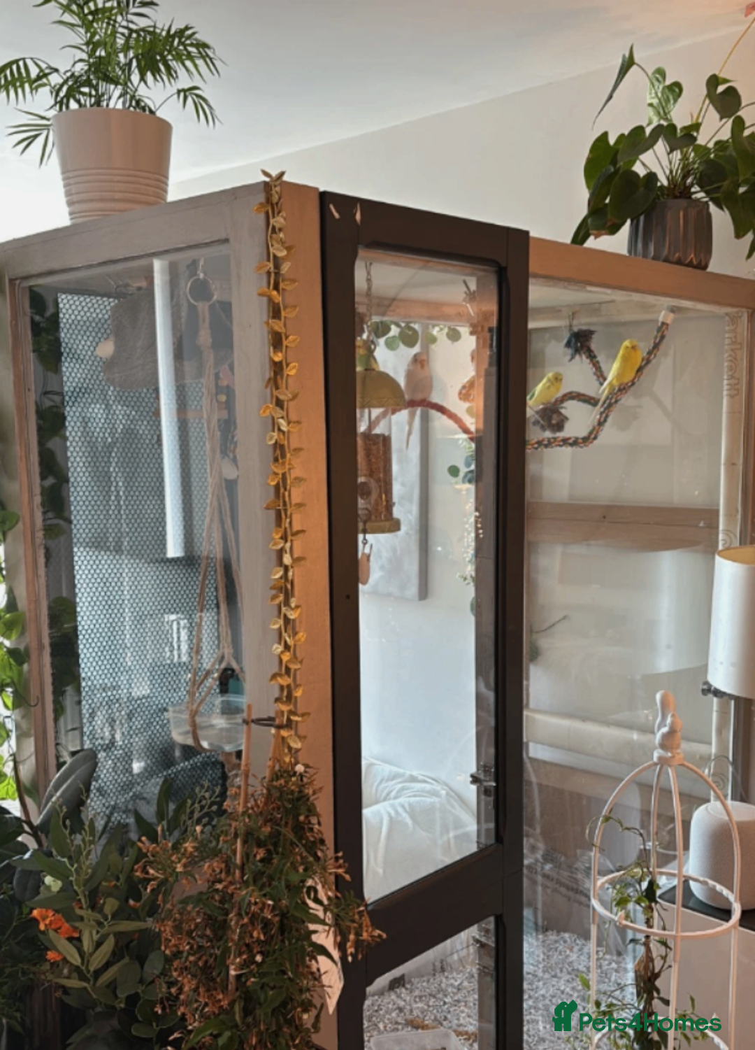 Budgerigars birds for sale: 5 Budgies and an aviary for sale - Advert 2