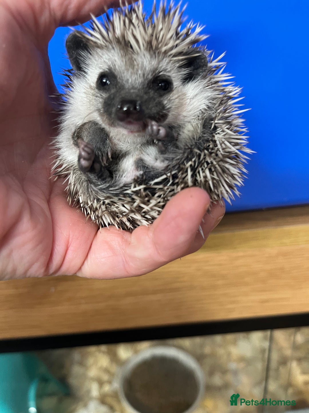Pygmy Hedgehog rodents for sale: Jet black /albino/assorted baby hoglets ready now! - Advert 16