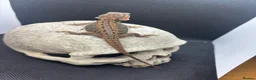 Bearded Dragon reptiles for sale: Spectacular baby dragons ready now  - Advert 6