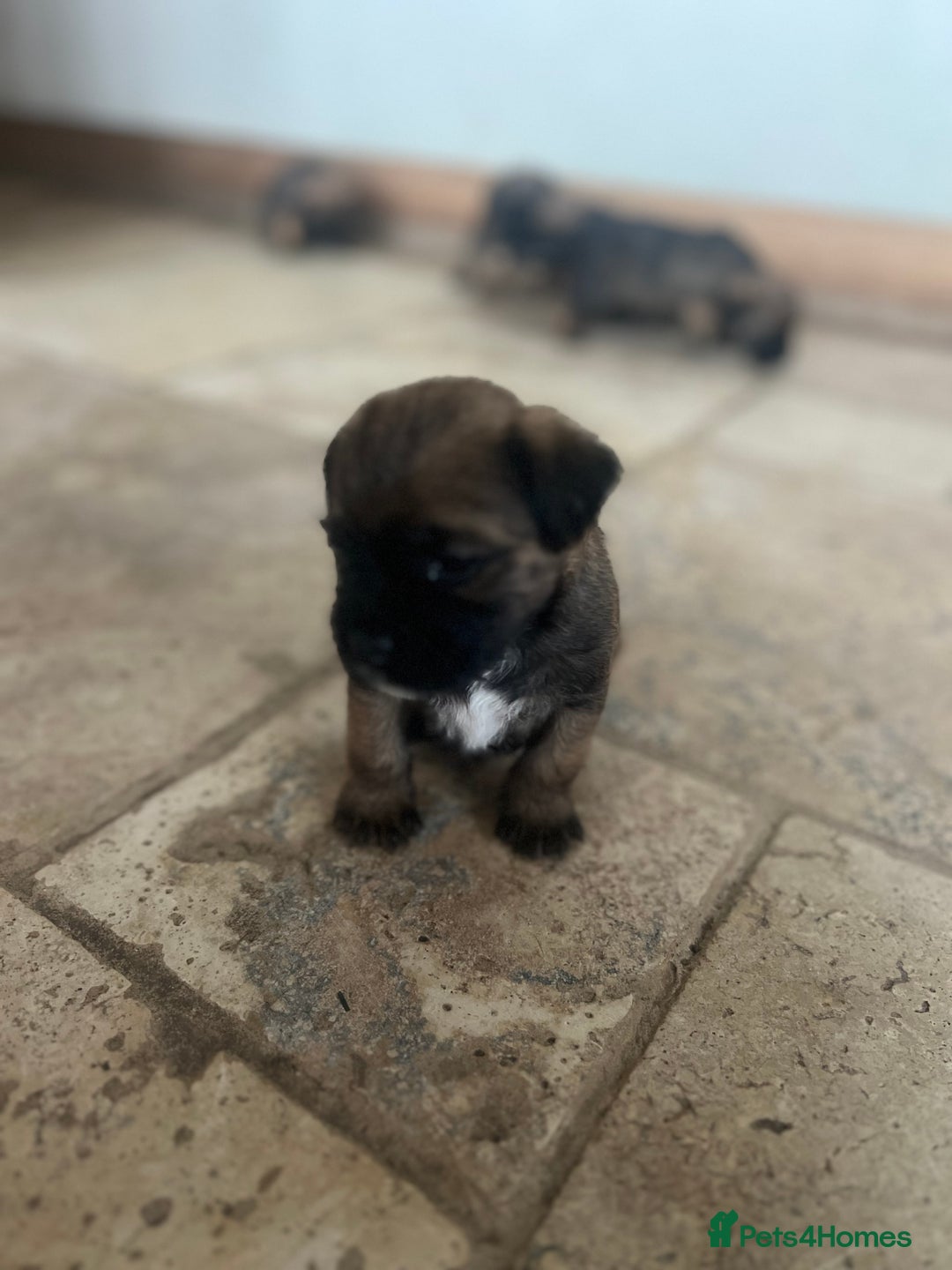 Border Terrier dogs for sale: Beautiful border terrier puppies  - Advert 5