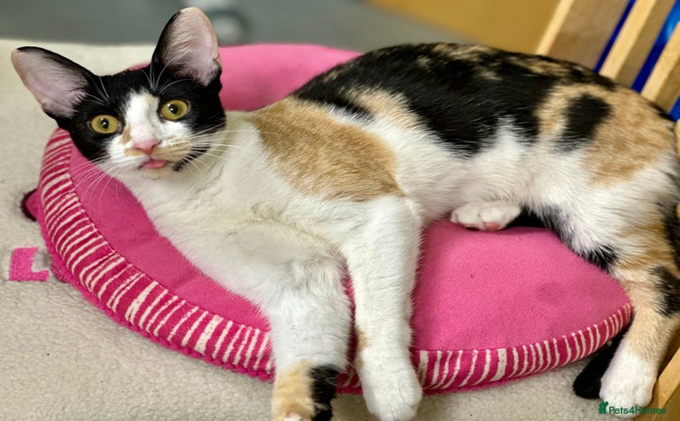 Cornish Rex cats ✨Last Girl Available – Full of Energy & Love!✨ - Advert 11