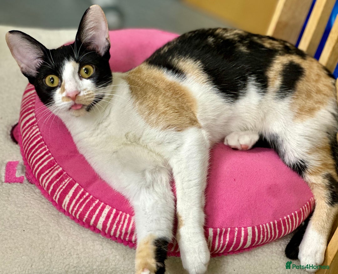 Cornish Rex cats for sale: ✨Last Girl Available – Full of Energy & Love!✨ - Advert 1