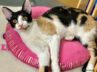 Cornish Rex cats for sale: ✨Last Girl Available – Full of Energy & Love!✨ - Advert 1