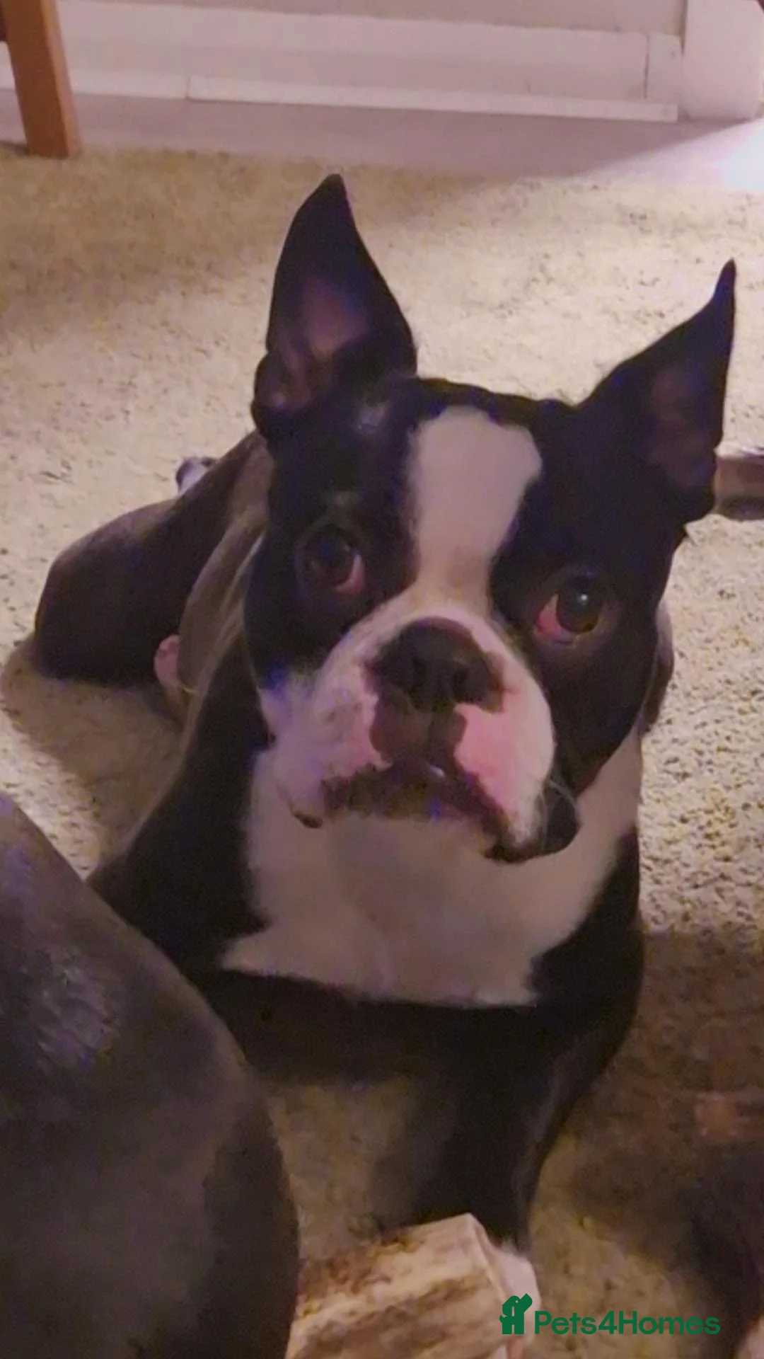 Boston Terrier dogs for stud: Prince of Peacock Boston ready for stud - Advert 3