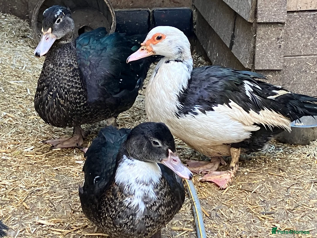 Ducks poultry for sale: Muscovy pairs and trios  - Advert 5