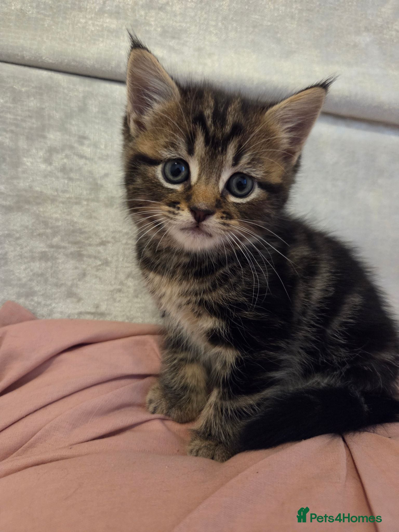 Mixed Breed cats 3 beautiful kittens  - Advert 3