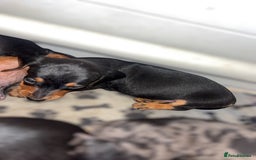 Miniature Dachshund dogs for sale: Lovely Mini Daschunds Looking For A Forever Sofa - Image 16
