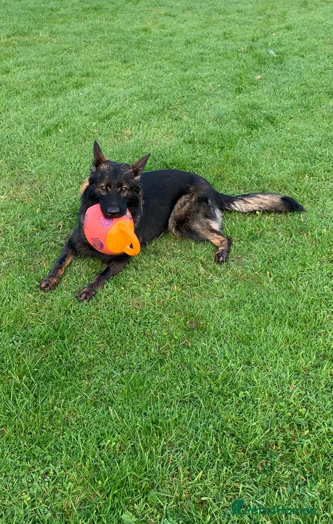 German Shepherd dogs for sale: Pedigree, Czech Line, Straight Back puppies - Advert 10