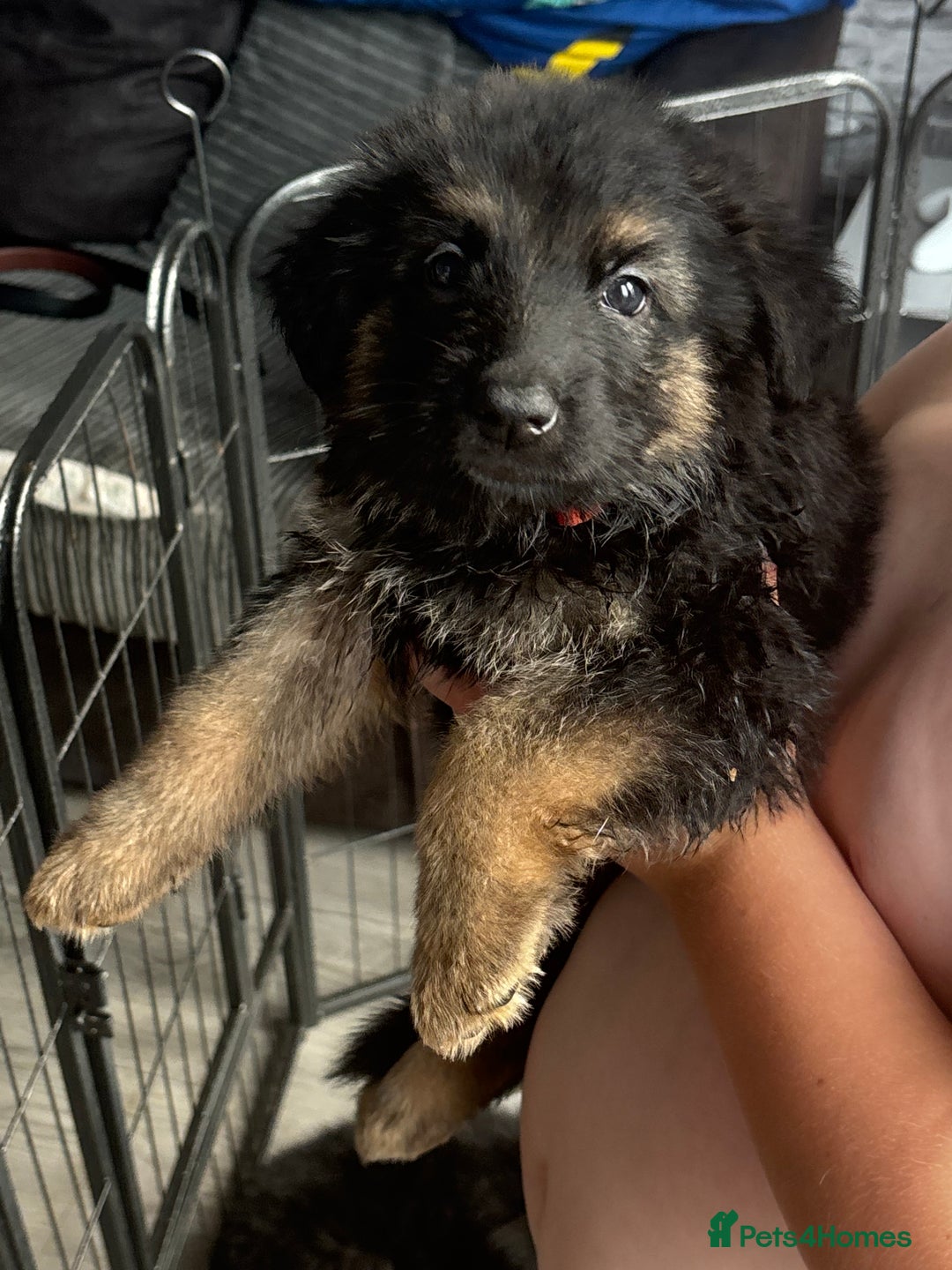 German Shepherd dogs for sale: Last girl German shepherd puppy - Image 1
