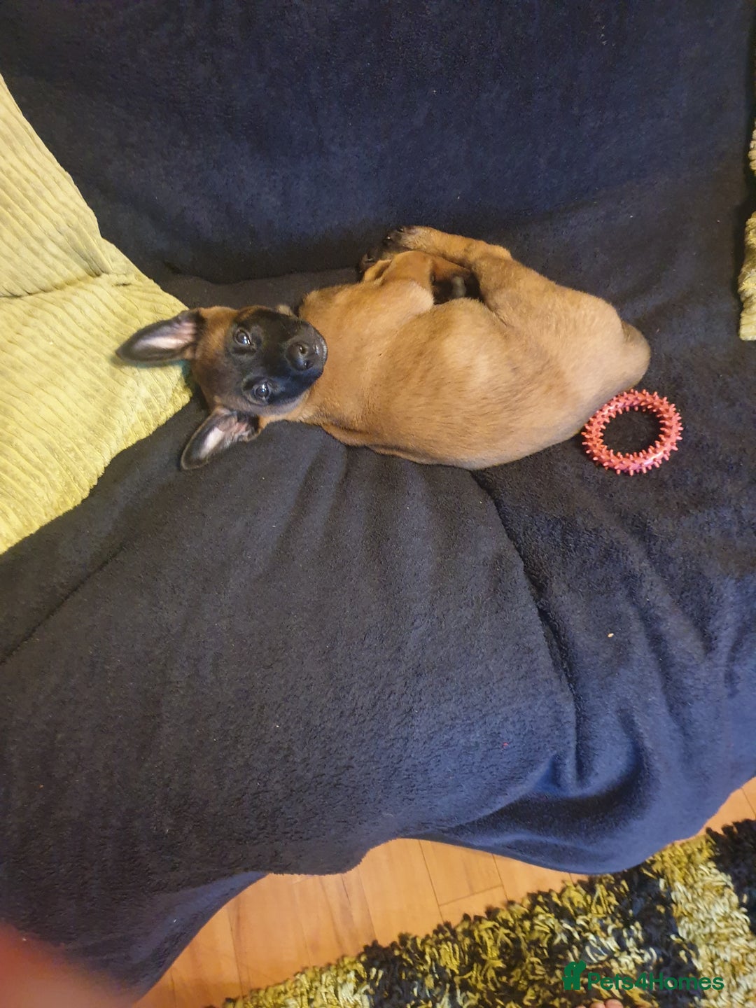 Belgian Shepherd Dog dogs for sale: Belgian Malinois x Dutch - Female 4 Yrs - Image 25